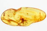 Detailed Fossil Cricket and Soft Millipede In Baltic Amber #296960-1